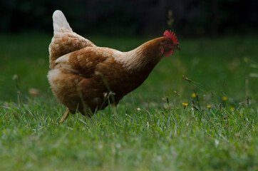 red hen walking through the free grass