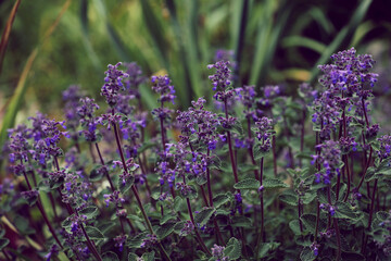 Obraz premium Catnip Nepeta purple flower in the rock garden