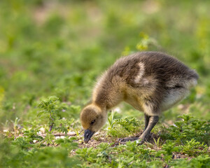 A duckling foraging for food along the ground, surrounded by green foliage and an out of focus green background.