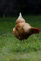hen walking through the grass, looking for food