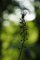 Muscari à toupet