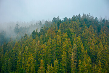 Fototapety  foggy nature scenery. coniferous forest on a cold autumn morning. mysterious atmosphere in rainy weather. surreal background of carpathian woodland