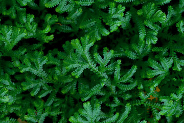 background of Spike Moss,high angle view