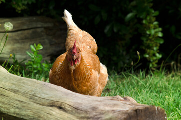 front view hen, red laying hen on pasture