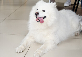 Fototapeta premium white Samoyed with an open mouth lies on tiled floor, paws outstretched. pet.