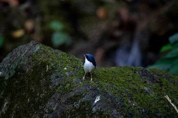 Siberian blue robin