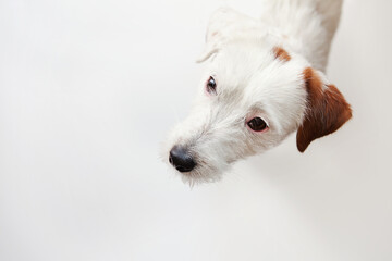 Jack Russell Terrier Dog 1 year old looks curiously. Dog head on gray background. Pet health care, treatments, food, training concept. Copy space.