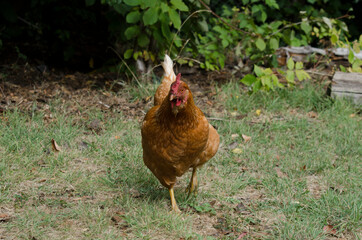 laying hen head-on looking at camera walking on the grass