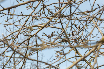 Branches of trees with swollen buds against a blue sky horizontal photo