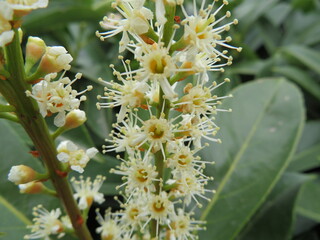 beautiful natural plant different macro green tips