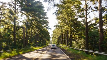 Road trip in the forest. Motion blur by speed
