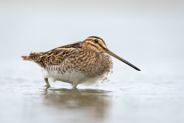 Common Snipe in natural habitat