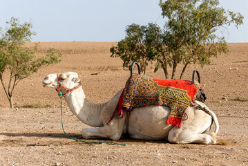 Chameau Marocain