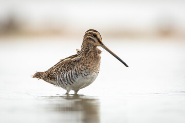 Common Snipe in natural habitat