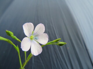 Fototapeta premium delicate purple blue flower pretty natural smell different