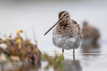 Common Snipe in natural habitat