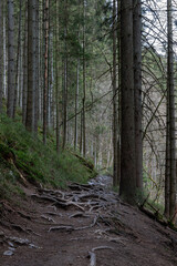a trail full of roots in the Canyon of the Tros-Maret (English Tros-Maret) is an attractive part in the Belgium Ardennes which is ideal for leisure activities