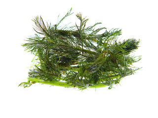 seaweed isolated on white background