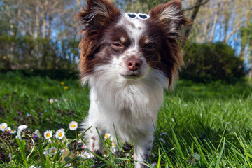 Hund mit Hundebekleidung in den Gänseblümchen im Frühling