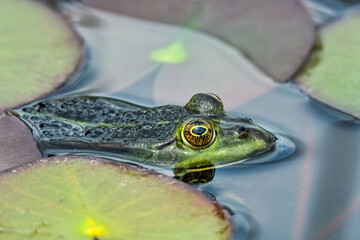 Frosch im See