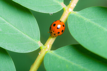 Ladybug on a green leaf