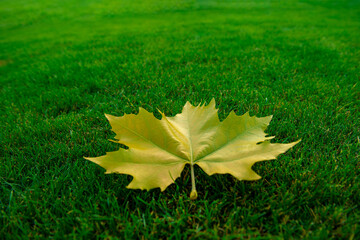 Plane tree leaf lawn
