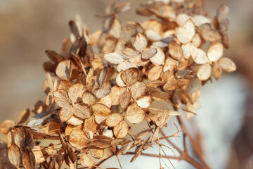 Dry hydrangea flowers on a bush, beautiful natural background