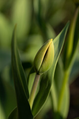 Delicate green tulip bud on a natural blurred background. A beautiful tulip is illuminated by the setting sun. Details of spring nature. Young tulip flower. Fresh tulip bud.