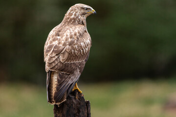 Common Buzzard perched on a tree trunk