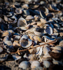 Muscheln