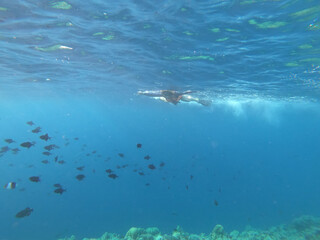 Fototapeta premium Silhouette of scuba diver and sunlight in the blue water