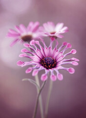 Wiosenne kwiaty - Osteospermum