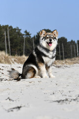 Portrait of a young puppy Finnish Lapphund dog