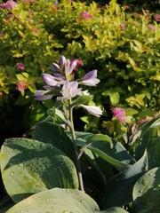 a beautiful blue hosta with water drops and a purple bell-shaped flower on the background of a yellow flowering spirea bush with red flowers