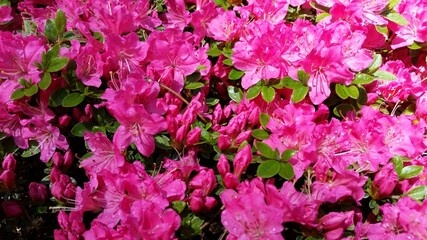 Fototapeta premium Leuchtend rosa Azaleenblüten Bright pink azalea flowers