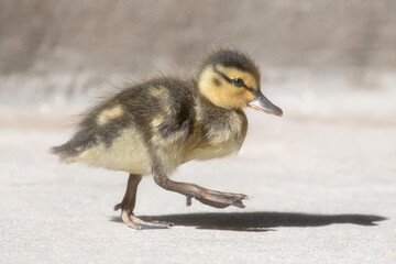 Original wildlife photograph of a cute
little baby duckling walking along with his one foot raised