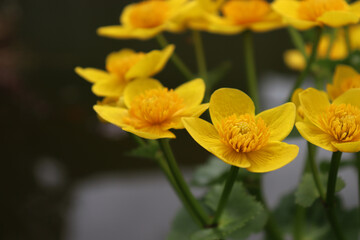 Yellow Marsh Marigold, Caltha palustris. Yellow aquatic and semi-aquatic flower.