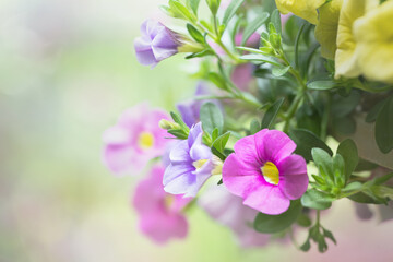 Original photograph of bright pink and lavender petunias flowing out of a basket in spring.