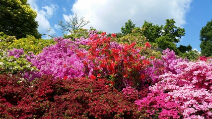 Leuchtende bunte Azaleenbüsche im Rombergpark von Dortmund, Nordrhein-Westfalen, Deutschland Luminous colorful azalea bushes in the Rombergpark of Dortmund, North Rhine-Westphalia, Germany