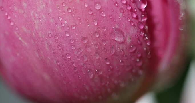 Macro floral background. Close up of bouquet fresh pink tulips with water drops. Flowers with dew