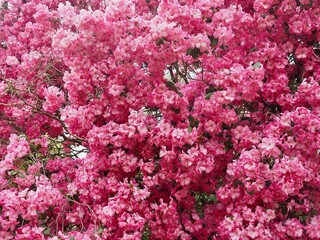 Huge pink blooming rhododendron bush or tree in spring