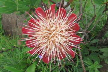 Protea