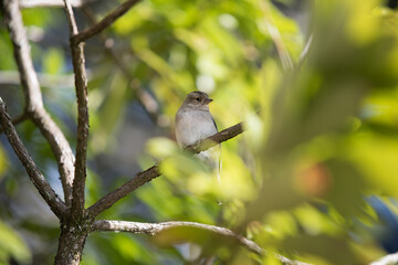 Small gray bird on a tree branch