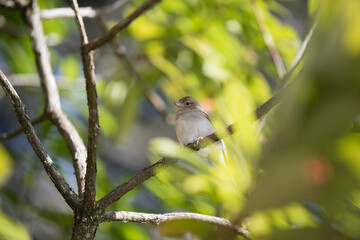 Small gray bird on a tree branch