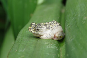 hyperolius marmoratus