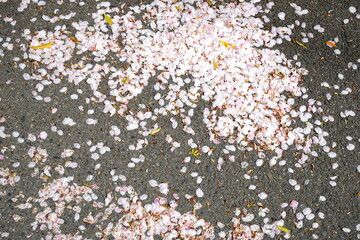 Sakura cherry blossom petal on the ground in Nara Prefecture - 日本 奈良 桜の花びら	