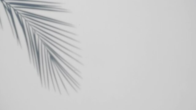 blur Palm tree shadow on white background