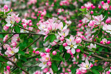 Naklejka premium Blooming apple tree, pear, flowers close up