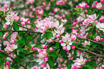 Blooming apple tree, pear, flowers close up
