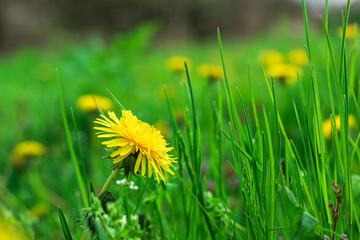 Green field with yellow dandelions. Closeup of yellow spring flowers on the ground